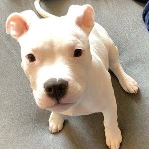 Meet your Posher, Trevor